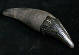 Fossil Florida Cave Bear (Tremarctos floridanus) Tooth #8991-1